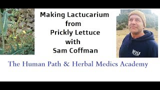 How to make Lactucarium from Opium Lettuce [upl. by Walter855]