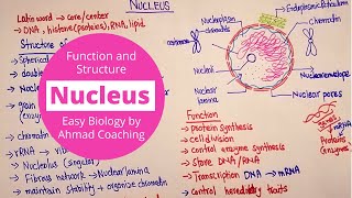 Nucleus Structure and Function  Cell Biology [upl. by Sotnas]