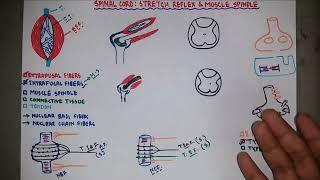 Stretch Reflex  Muscle Spindle  Knee Jerk Reflex  Neurology  Neurophysiology  Bangla [upl. by Haik]