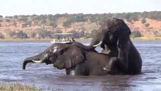 Okavango  Africas World of Water [upl. by Krispin599]