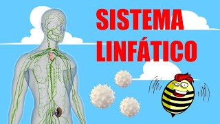 📗El increíble funcionamiento del SISTEMA LINFÁTICO 🩸📗 [upl. by Ocsicnarf]