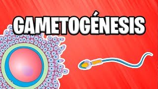 ✅ GAMETOGÉNESIS ¿Como se forman las gametas  EMBRIOLOGÍA 📚 [upl. by Meece]