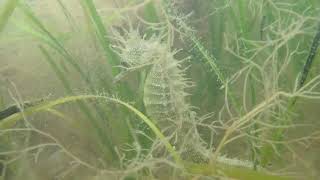 Female Spiny Seahorse Hippocampus guttulatus beautifully camouflaged [upl. by Nnaecyoj]