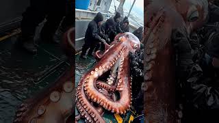 Giant Sea Monsters Caught by Fishermen 🐙🎣GiantSeaCreatures FishingDiscoveries OceanMysteries [upl. by Doralynne]