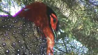 Western Tragopan Movie [upl. by Ailema]