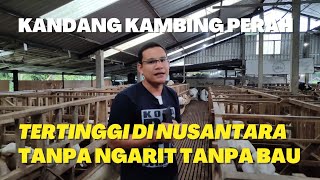 PETERNAKAN KAMBING PERAH MODERN TANPA NGARIT TANPA BAU [upl. by Haggar]