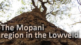 The Mopani region in the Lowveld [upl. by Yrrehs59]