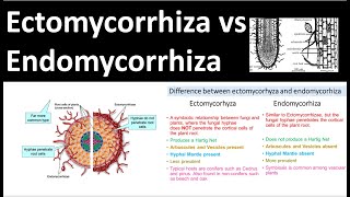 Ectomycorrhiza vs Endomycorrhiza [upl. by Oliviero]