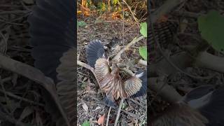 Crazy chasing from peregrine falcon and horrifying scream from great blue heron peregrine falcon [upl. by Herzig]