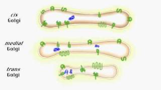 Protein secretion pathway ER to Golgi [upl. by Evad]