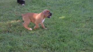 Boxer Puppies For Sale [upl. by Refotsirhc]