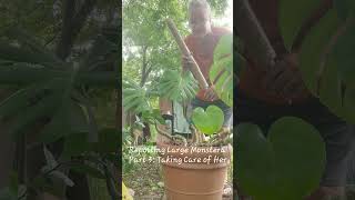 Repotting Large Monstera Part 3  Taking Good Care of Her Now [upl. by Hanaj]