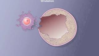 Follicle development [upl. by Ancalin]