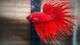 Most Beautiful Super Red Random Ray Crown Tail Betta From Thailand 🇹🇭 [upl. by Euqinomad680]