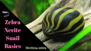 Nerite Snails  The Basics [upl. by Eatnhoj]