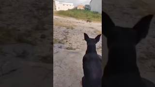 Tera mai k ch wala🤣😂🤣 comedyshorts baburaja trending dogfunnyvideos [upl. by Lleynod187]