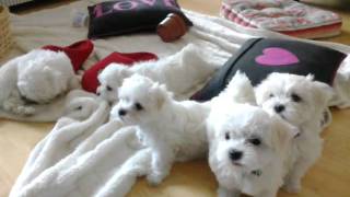 Maltese Puppies at 8 Weeksmp4 [upl. by Arlyne]