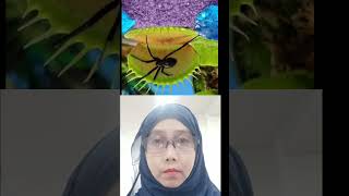 FLYTRAP SUCCESSFULLY TRAPPING SPIDER REACTION flytrap shorts video youtubeshorts short yt [upl. by Aretak]