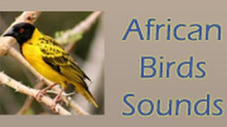 African Birds Sounds Android App [upl. by Yahiya]