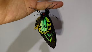 beautifully emerged Birdwing butterfly Ornithoptera priamus richmondia [upl. by Jacqueline]