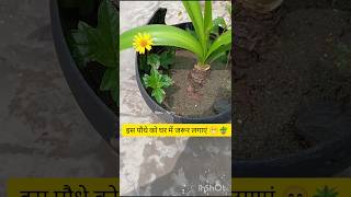 इस पौधे को घर में जरूर लगाएं 😁🪴 wedelia plant ☘️gardning plants [upl. by Christmann205]