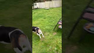 Cute Beagle running in the backyard at lighting speed [upl. by Maurilia833]