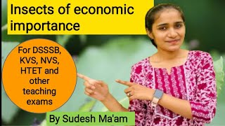 Insects of economic importance  Applied biology for DSSSB  BY Sudesh Maam [upl. by Matejka]