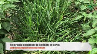 Reservorio de Aphidius en cereal contra pulgón [upl. by Udall]