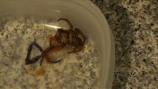 Woman bites into spider in Chef Boyardee ravioli meal [upl. by Koziel79]