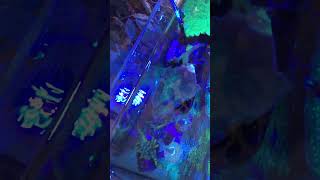 AI blade coral grow waterbox 602 marine feb update [upl. by Cyprio408]