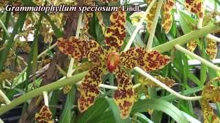 Grammatophyllum speciosum [upl. by Aronas866]