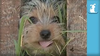 10 Week Old Yorkie Puppy Squeezes Through Fence  Puppy Love [upl. by Doowle840]