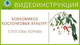 Коккомикоз косточковых культур способы борьбы Видеоинструкция от Питомника quotСады Уралаquot [upl. by Enohpets]