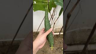 Harvesting Luffa Gourd 🌿 See How Nature Creates Natural Sponges Satisfying organicgardening [upl. by Llenrag]