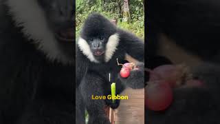 Gibbons who love grapes and show off their talents [upl. by Aronos]