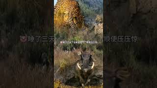 Leopard ambushed warthog but the warthog escaped Animal World Fantastic Beasts Here Highlights o [upl. by Kistner332]