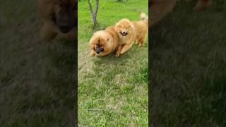 Eurasier shorts eurasier dog animal евразиер [upl. by Amsden128]