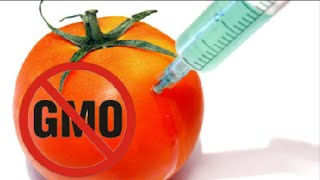 GMO Foods Are Killing Us Warning [upl. by Malina357]