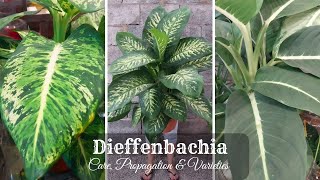 Dieffenbachia Plant Care and Propagation  Dieffenbachia Varieties  Dumb Cane Plant [upl. by Anitsua]