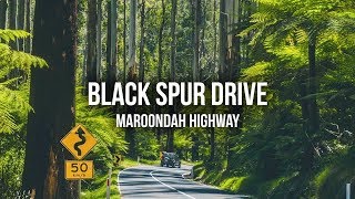 The Black Spur Drive  Maroondah Highway  Driving in Australia [upl. by Decima]