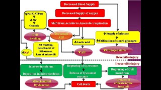 Therapeutic Hypothermia Treatment of Hypoxic Ischemic Encephalopathy Part 1 by D Casey [upl. by Pugh]