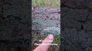 Wild Lichen Plant Identification  Medicinal Plants 🕊 herbalism foraging [upl. by Mahgirb622]