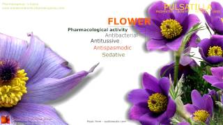 Pulsatilla benefits Medicinal properties of the Pulsatilla flowers [upl. by Ozan]