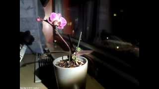 Growing orchid Timelapse [upl. by Luelle171]