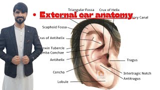 external ear anatomy  aurical pinna  external aucustic meatus  tympanic membrane [upl. by Evin440]