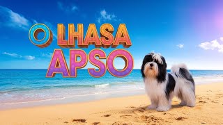 Características da Raça Lhasa Apso🐶amor pets amordecachorro amordecao [upl. by Mixam]