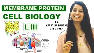 Membrane Protein PART 1Cell Biology TransmembraneLipid AnchorGPI anchor proteinβbarrel [upl. by Derril282]