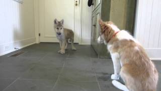 Baby Wolf Meets Border Collie Pup The Telltale Tail [upl. by Enelime]