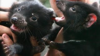 Tasmanian Devil Joeys [upl. by Ennairda14]