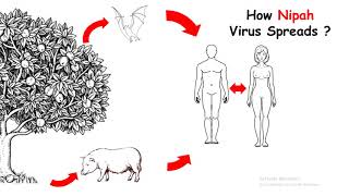 Nipah virus in Kerala  Nipah virus explained in hindi  What is a Nipah virus [upl. by Uzzial288]